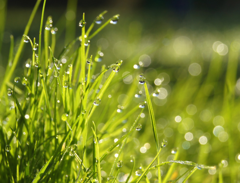 Morning dew