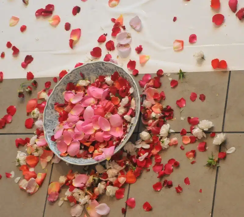 Rose Petals, photo Balázs Sánta