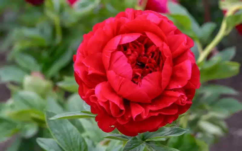 Peony