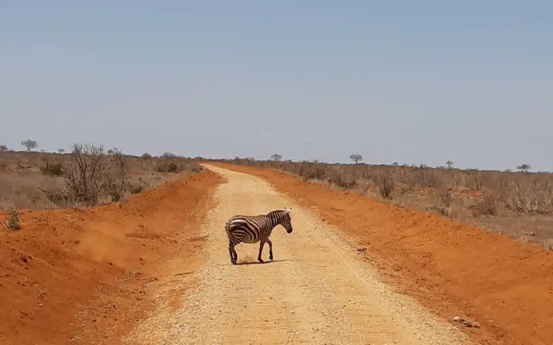 The Silence of the Savannah: What a Kenya Safari Teaches You About Nature and Stillness